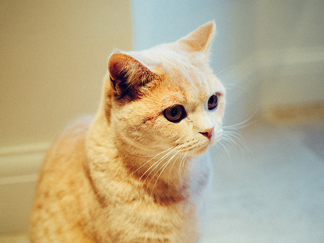 A Fintechradar tippje: macskából csakis igazit, és nem befektetésként (Fotó: Ravi CC-BY)